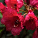 Rhododendron sanguineum Fiore