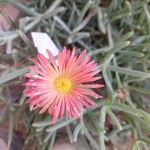 Malephora crocea Flower