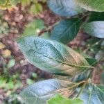 Combretum kraussii Yaprak