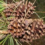 Pinus oocarpa Φύλλο