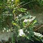 Amorpha fruticosa Blad
