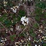 Prunus spinosa പുഷ്പം