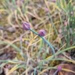 Allium schoenoprasum Bloem
