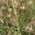 Achillea odorata Corteccia