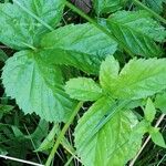 Rubus hispidus Yaprak