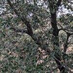 Quercus chrysolepis Yeri