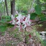 Rhododendron periclymenoides 花