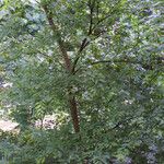 Ulmus rubra Агульны выгляд