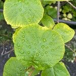 Actinidia chinensis Leaf