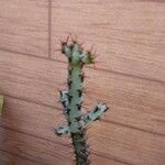 Euphorbia aeruginosa Blatt