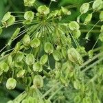 Peucedanum ostruthium Fruit