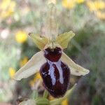 Ophrys passionis Květ