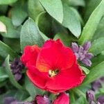 Erysimum × cheiri Floare