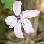 Glebionis segetum Flower