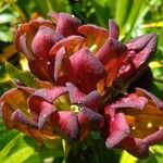 Gentiana purpurea Kwiat