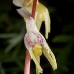 Epipogium aphyllum Fula