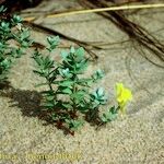 Linaria thymifolia Hábito