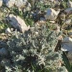 Teucrium polium Листок