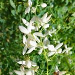 Thalictrum delavayi Floare