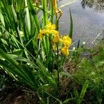 Iris pseudacorusBlomst