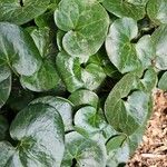 Asarum europaeumЛіст