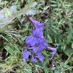 Lobelia puberula花