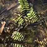 Salvinia natans Leaf