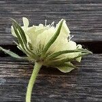 Scabiosa ochroleuca 花