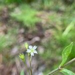 Stellaria alsine Çiçek