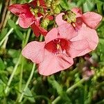Diascia rigescens Flower