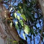 Eucalyptus cladocalyx পাতা