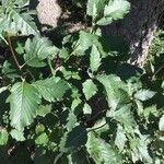 Sorbus mougeotii Hoja