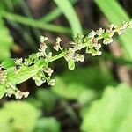 Lipandra polysperma 花