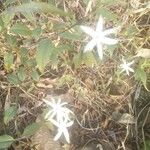 Jasminum malabaricum Кветка