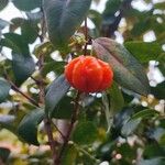 Eugenia uniflora Fruit