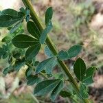 Cytisus arboreus Hoja