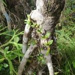 Bulbophyllum minutum Habitus