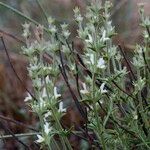 Sideritis bourgeana Habitus