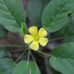 Oxalis dichondrifolia Flower