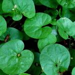 Dichondra microcalyx Blatt