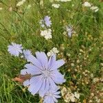 Cichorium intybusBlüte