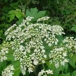 Heracleum lanatum Квітка