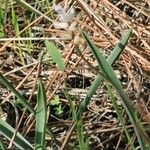 Hyacinthella leucophaea Blad