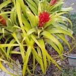 Aechmea recurvata Folha