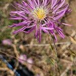 Volutaria muricata Fula