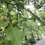 Pyrus ussuriensis Fruit