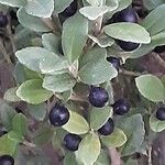 Ilex crenata 果実