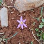 Colchicum cupanii Квітка