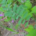 Vicia americana Feuille