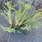 Euphorbia paralias Folha